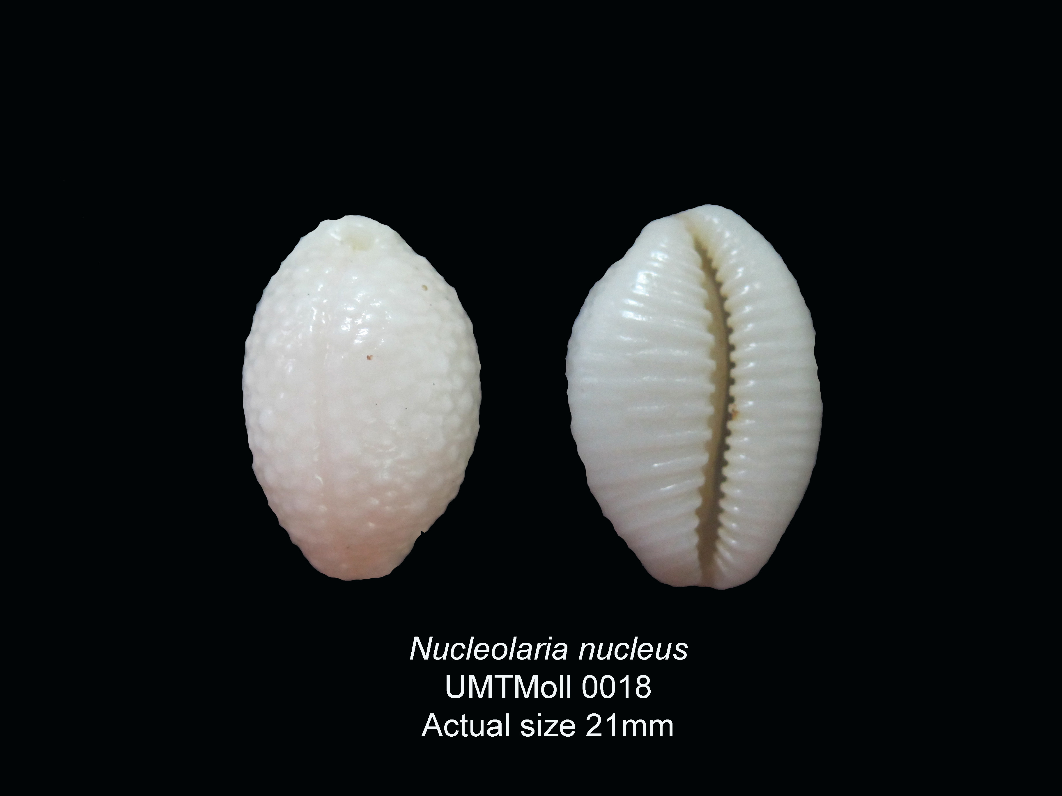 Specimen image
